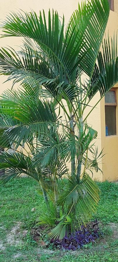 Winterville Flats E Bangalos Gravata (Gravata, Pernambuco)